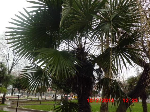 Name:  CIMG3341.jpg
Views: 2039
Size:  67.6 KB