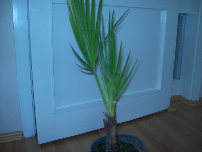 Name:  100_1612.jpg
Views: 915
Size:  24.0 KB
