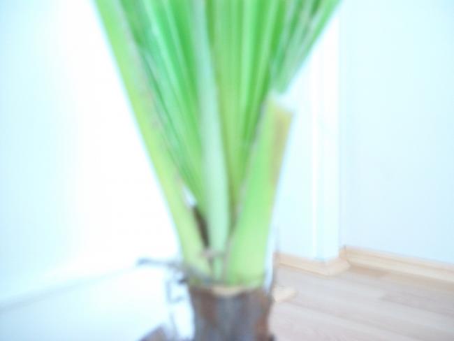 Name:  100_1615.jpg
Views: 926
Size:  15.5 KB