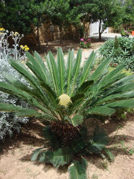Name:  Cycas revoluta.jpg
Views: 2798
Size:  72.1 KB