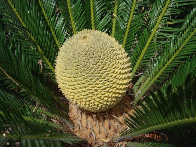 Name:  C.revoluta male cone.jpg
Views: 5111
Size:  69.7 KB