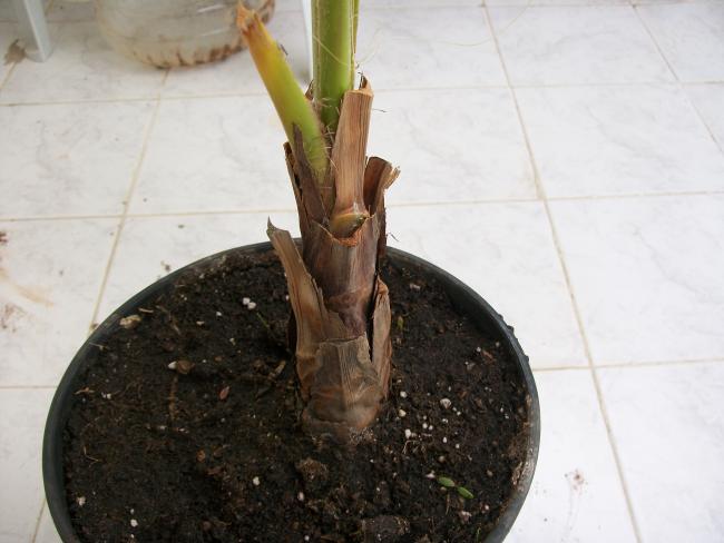 Name:  100_1626.jpg
Views: 924
Size:  36.4 KB