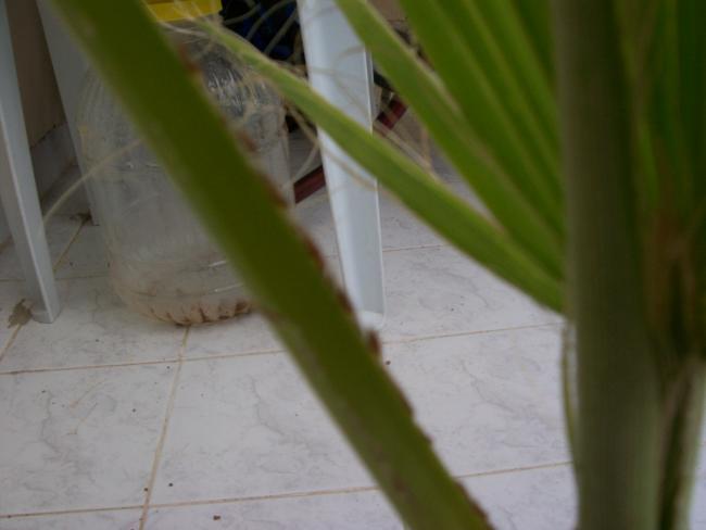 Name:  100_1628.jpg
Views: 866
Size:  24.6 KB