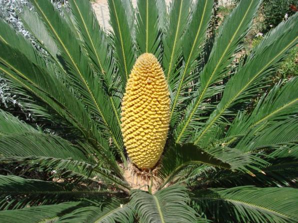 Name:  cycas after a week.jpg
Views: 6044
Size:  71.3 KB