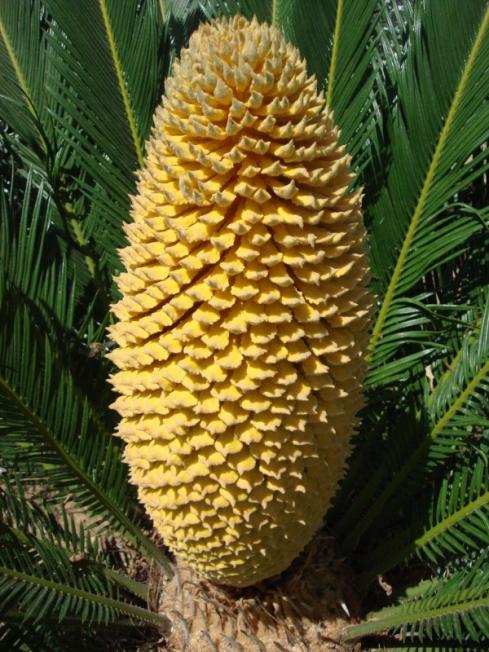 Name:  closeup.jpg
Views: 2845
Size:  71.5 KB