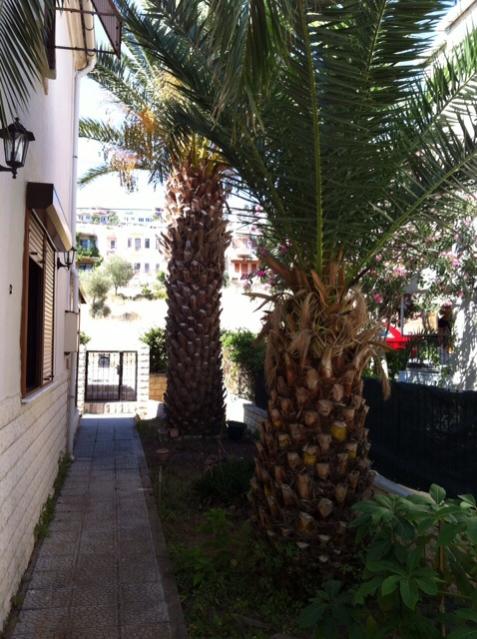 Name:  PALMYE 2.jpg
Views: 1499
Size:  61.7 KB