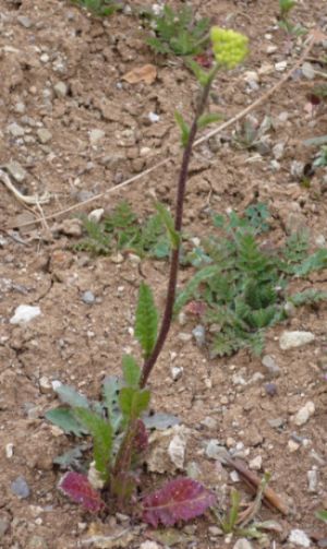 Name:  civanperemi-acmam.jpg
Views: 2210
Size:  66.2 KB