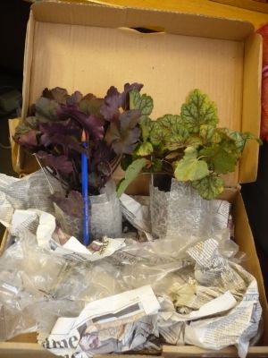 Name:  heuchera.jpg
Views: 1484
Size:  24.7 KB