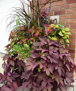 Name:  04196778-10_med.jpg
Views: 4782
Size:  35.5 KB