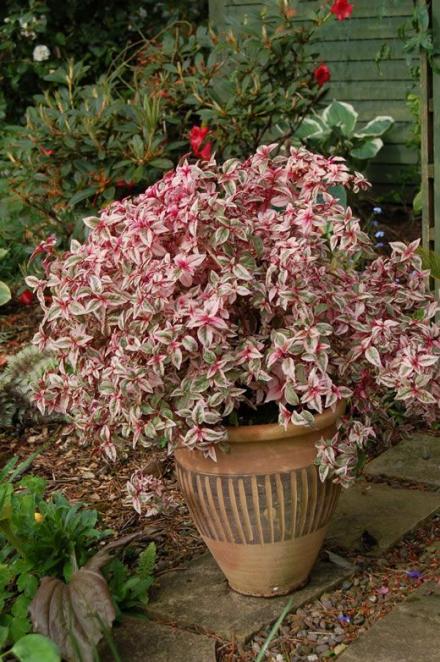 Name:  saks_S. officinalis 'Tri-Color Sage' .jpg
Views: 1320
Size:  73.6 KB