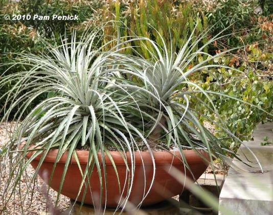Name:  Silver_dyckias_in_pot.jpg
Views: 1065
Size:  72.9 KB
