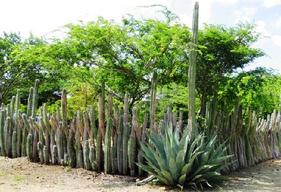 Name:  cactus-fence.jpg
Views: 25529
Size:  65.5 KB