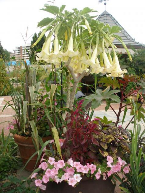 Name:  container-gardening.jpg
Views: 2877
Size:  64.1 KB