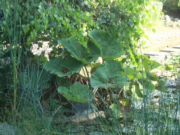 Name:  N. Peyzaj Resim 130.jpg
Views: 1808
Size:  71.2 KB