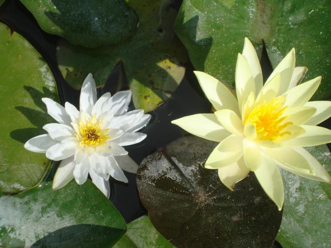 Name:  N. Peyzaj Resim 140.jpg
Views: 1739
Size:  48.2 KB