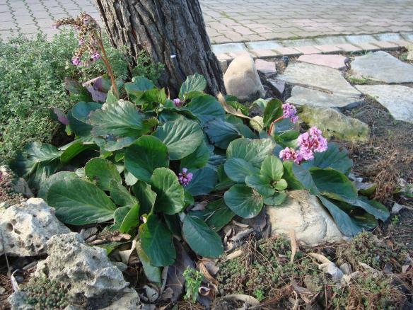 Name:  N. Peyzaj Resim 151.jpg
Views: 3052
Size:  71.2 KB