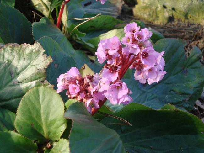 Name:  N. Peyzaj Resim 152.jpg
Views: 2723
Size:  49.9 KB