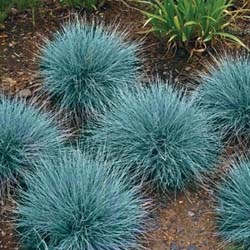 Name:  festuca ovina kopya.jpg
Views: 7308
Size:  55.9 KB