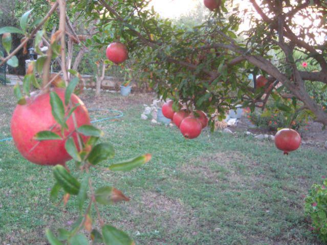 Name:  IMG_3769.jpg
Views: 8831
Size:  63.6 KB