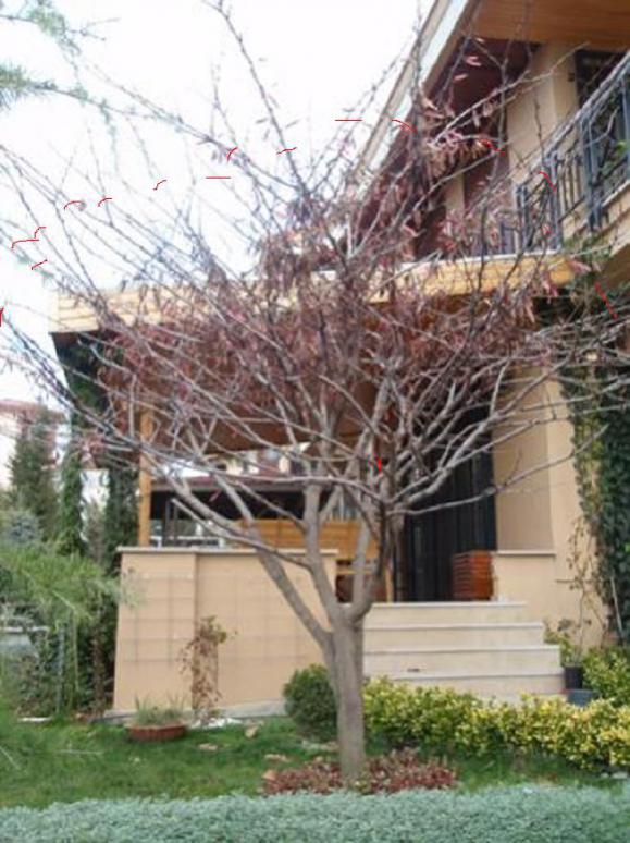 Name:  erguvan.jpg
Views: 9399
Size:  75.0 KB
