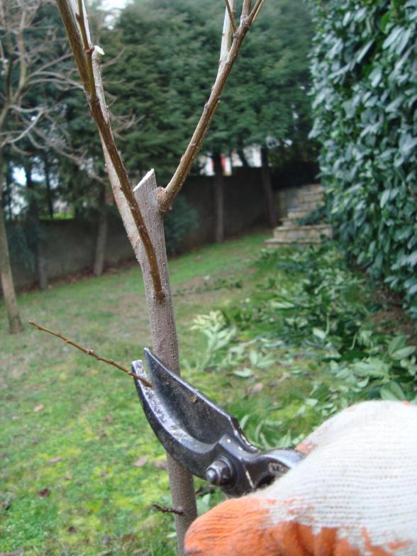 Name:  Budama bakm 38.jpg
Views: 4280
Size:  73.0 KB