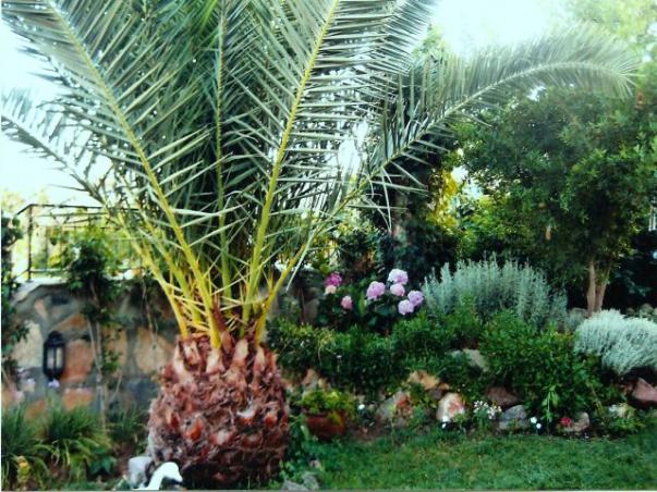 Name:  bahce36.jpg
Views: 3947
Size:  71.6 KB