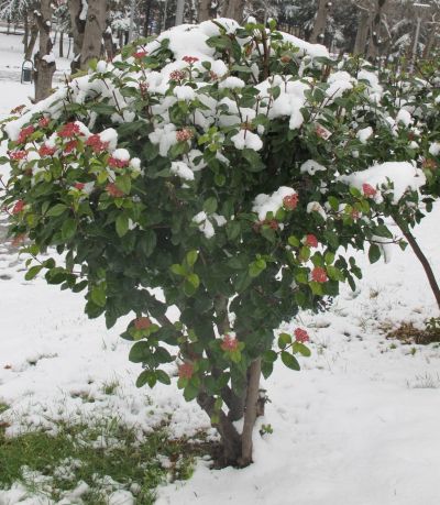 Name:  viburnum.jpg
Views: 1071
Size:  47.9 KB