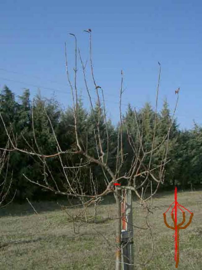 Name:  elma(grany-smith-yakin-plan.jpg
Views: 3886
Size:  67.0 KB