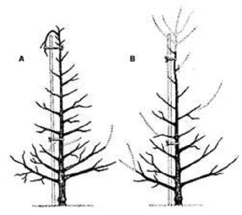 Name:  image016.jpg
Views: 4113
Size:  26.0 KB