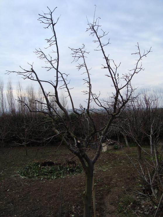Name:  Budama bakm 52.jpg
Views: 7332
Size:  71.7 KB