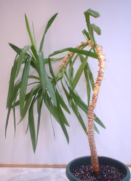 Name:  yucca.jpg
Views: 4177
Size:  31.4 KB