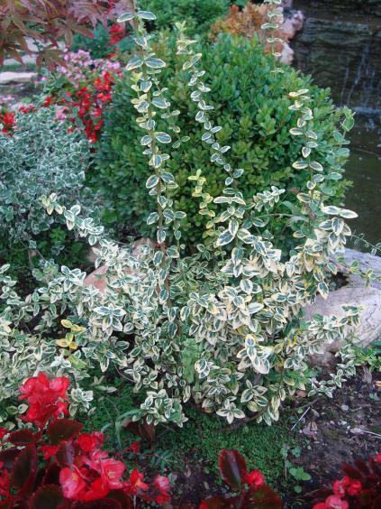 Name:  N. Peyzaj Resim 385.jpg
Views: 2055
Size:  77.2 KB