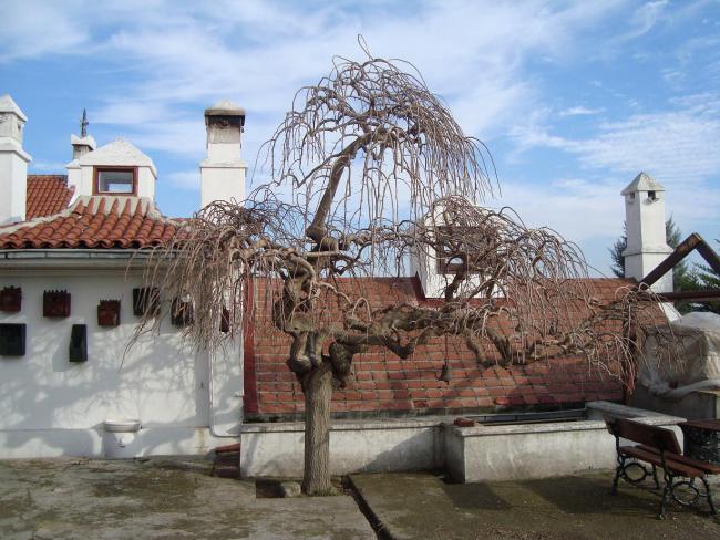 Name:  Budama bakm 79.jpg
Views: 6137
Size:  63.0 KB