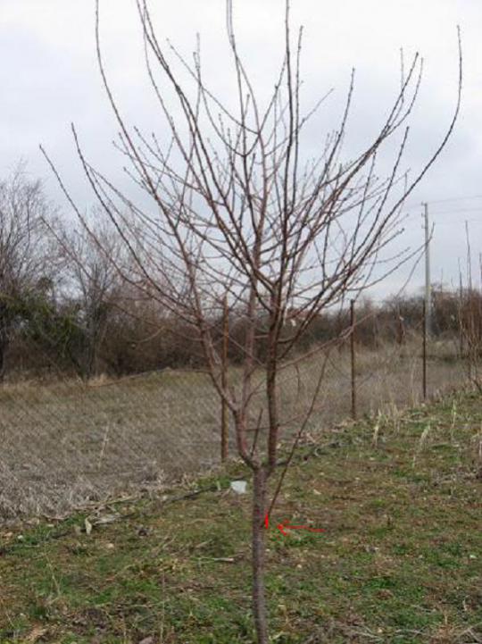 Name:  Vine~1.jpg
Views: 8740
Size:  68.2 KB