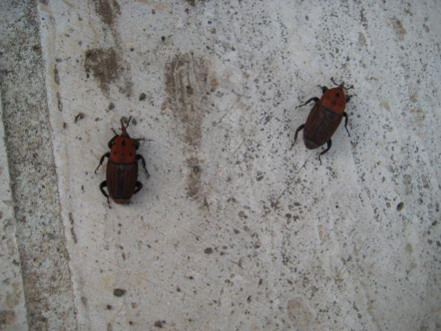 Name:  IMG_5640.jpg
Views: 2390
Size:  52.1 KB