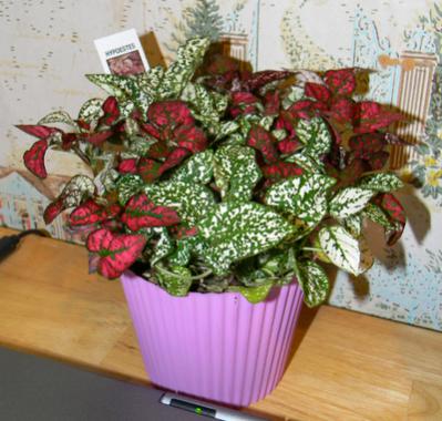 Name:  hypoestes.jpg
Views: 4673
Size:  32.6 KB