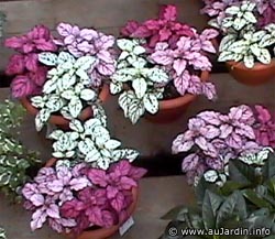Name:  hypoestes_phyllostachya.jpg
Views: 5099
Size:  28.2 KB