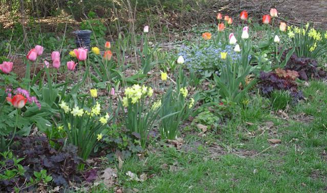 Name:  tulip time.jpg
Views: 2740
Size:  67.2 KB