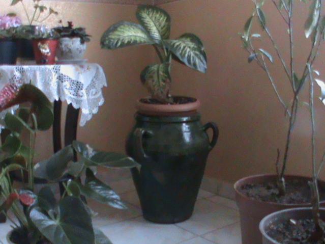 Name:  DSC00247.jpg
Views: 4933
Size:  35.1 KB
