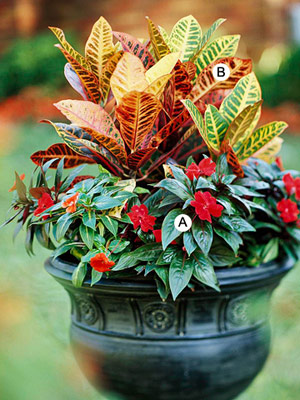 Name:  Add_a_touch_of_the_tropics.jpg
Views: 2026
Size:  54.5 KB