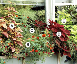 Name:  go_bold_with_foliage.jpg
Views: 2753
Size:  42.7 KB