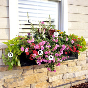 Name:  pick_easy_growing_plants.jpg
Views: 3270
Size:  39.6 KB