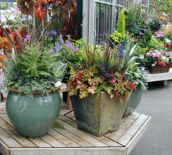 Name:  Seattle_Swanson Nursery_Containers.jpg
Views: 2043
Size:  70.7 KB