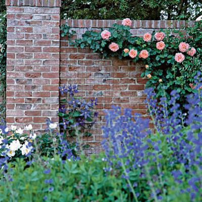 Name:  reed-creek-english-roses-l.jpg
Views: 9497
Size:  47.1 KB