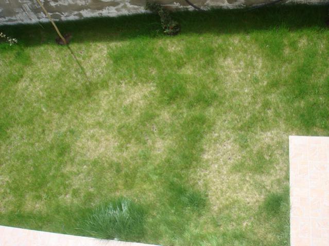 Name:  DSC04100.jpg
Views: 6197
Size:  49.4 KB
