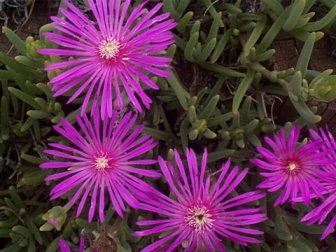Name:  delosperma1.jpg
Views: 9328
Size:  28.5 KB