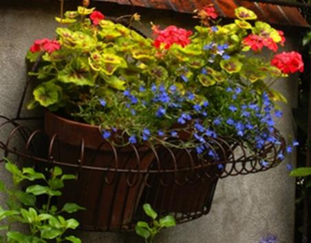 Name:  large_lobelia.jpg
Views: 2406
Size:  31.2 KB