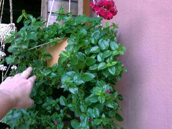 Name:  Photo-0012.jpg
Views: 24294
Size:  49.6 KB
