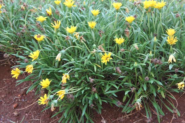 Name:  sari.jpg
Views: 7121
Size:  59.7 KB