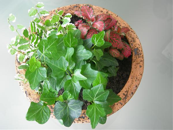 Name:  DSCN2921.jpg
Views: 4098
Size:  46.5 KB